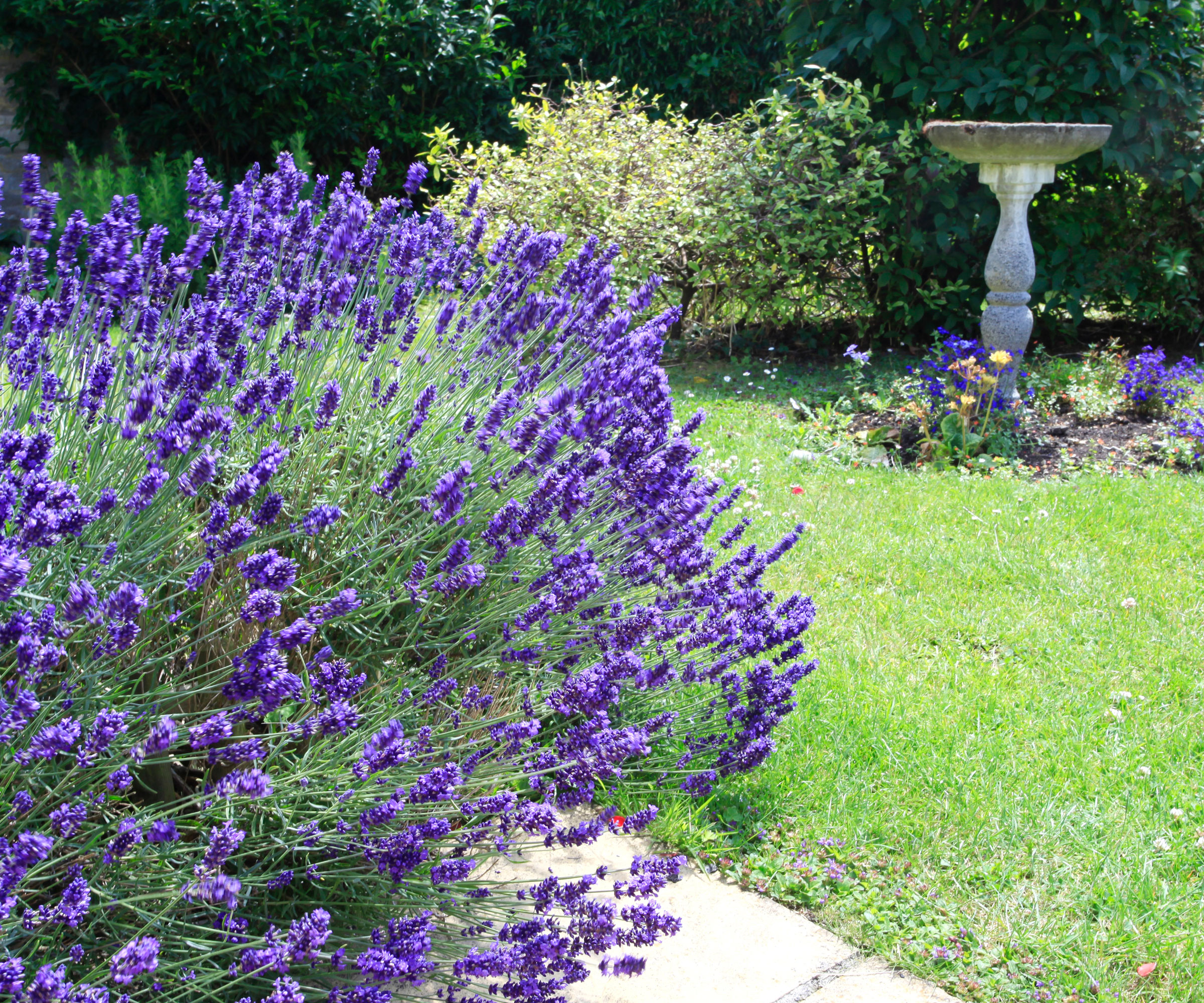 lavender shrub in yard near standing bird bath