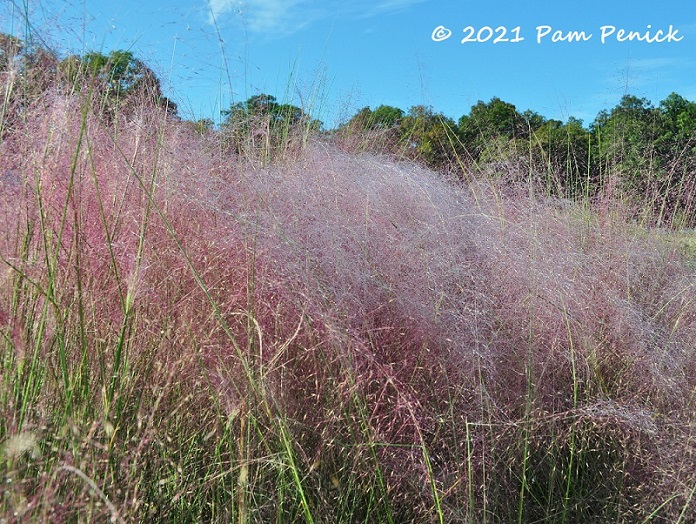 26_Pink_muhly_grass.jpg