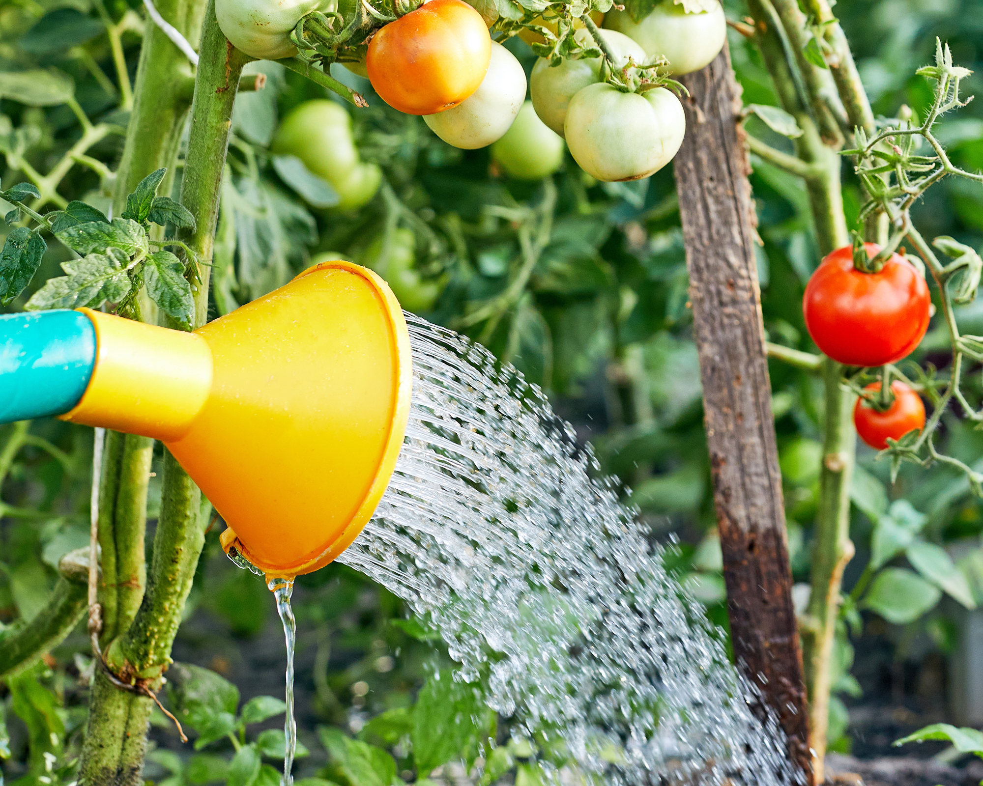 Watering tomato plants