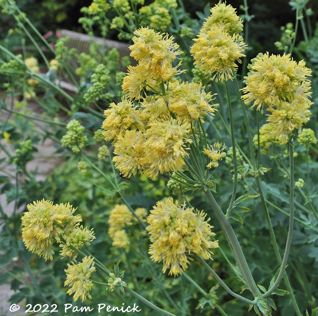 12_Yellow_flowers.jpg