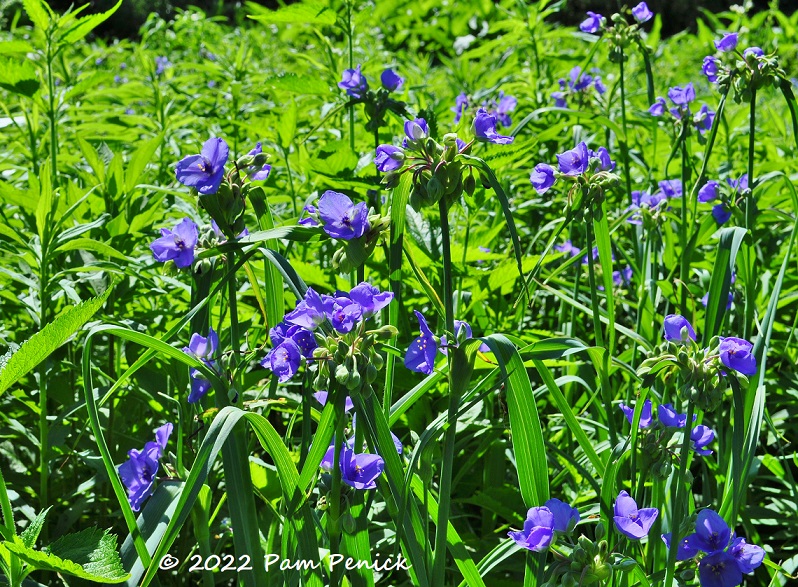 23_Spiderwort.jpg