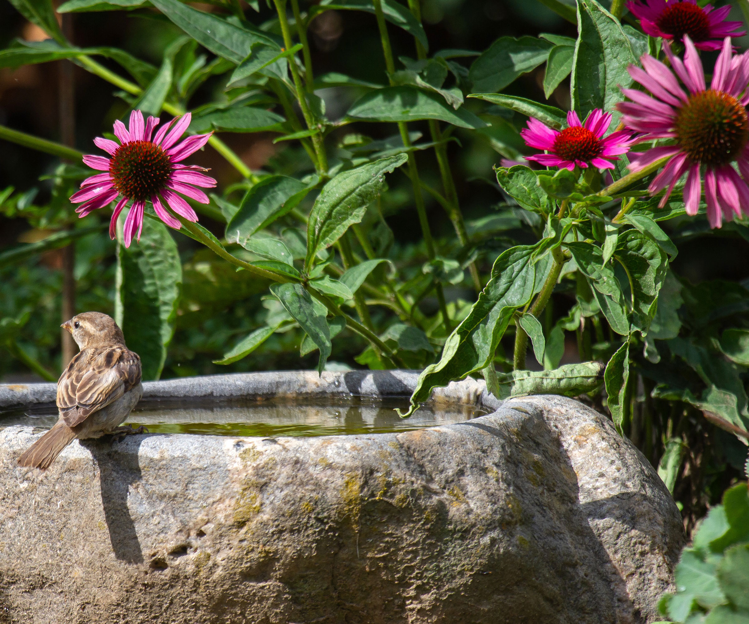 sparrow sitting on bird bath near pink coneflowers