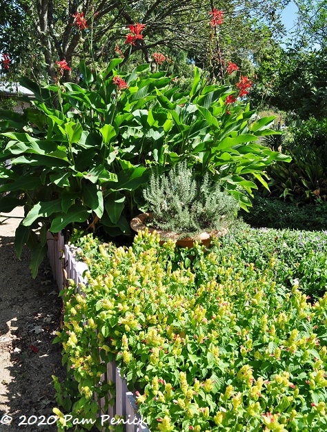 09_Shrimp_plant_Canna.jpg