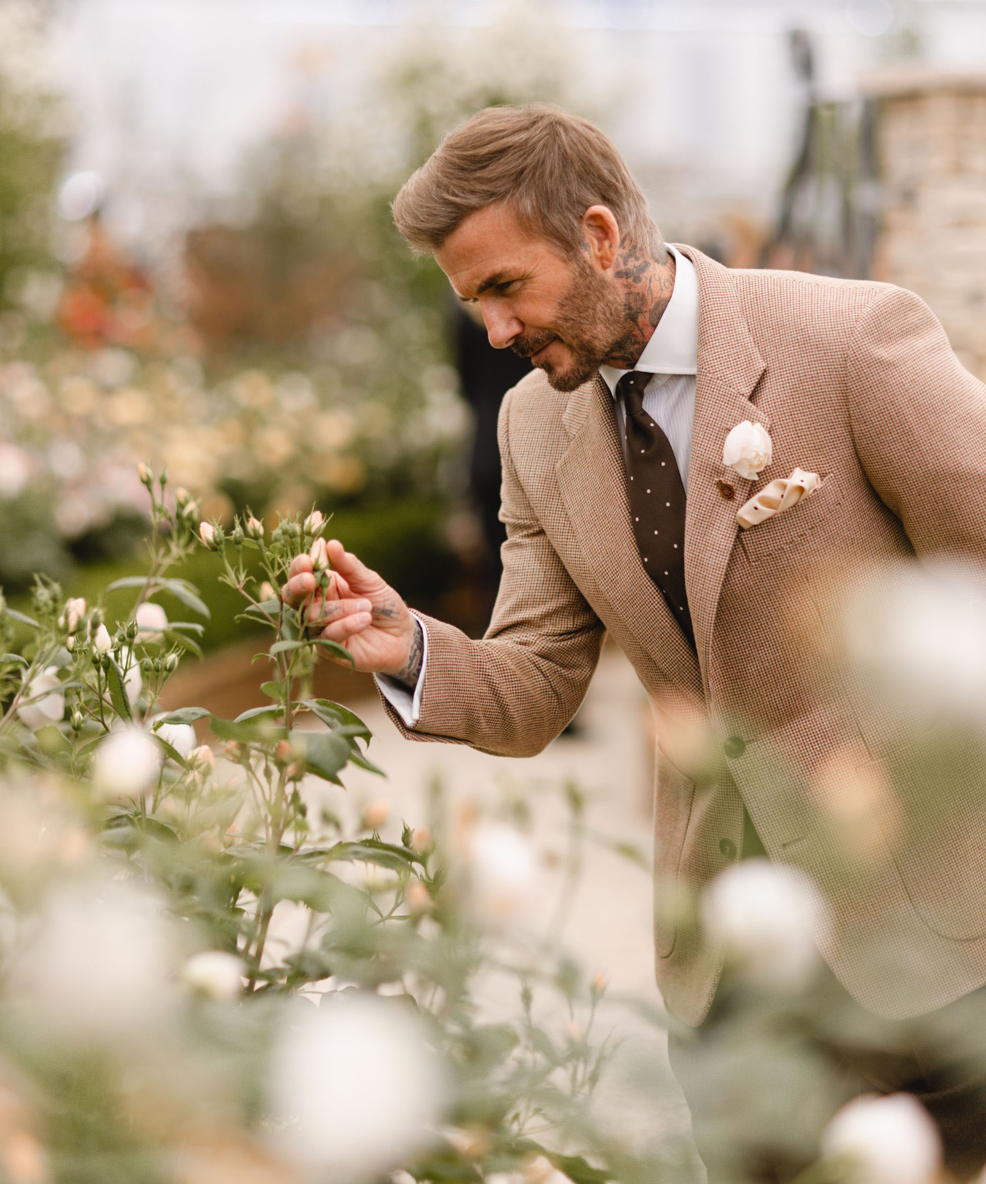 David Beckham examines his rose