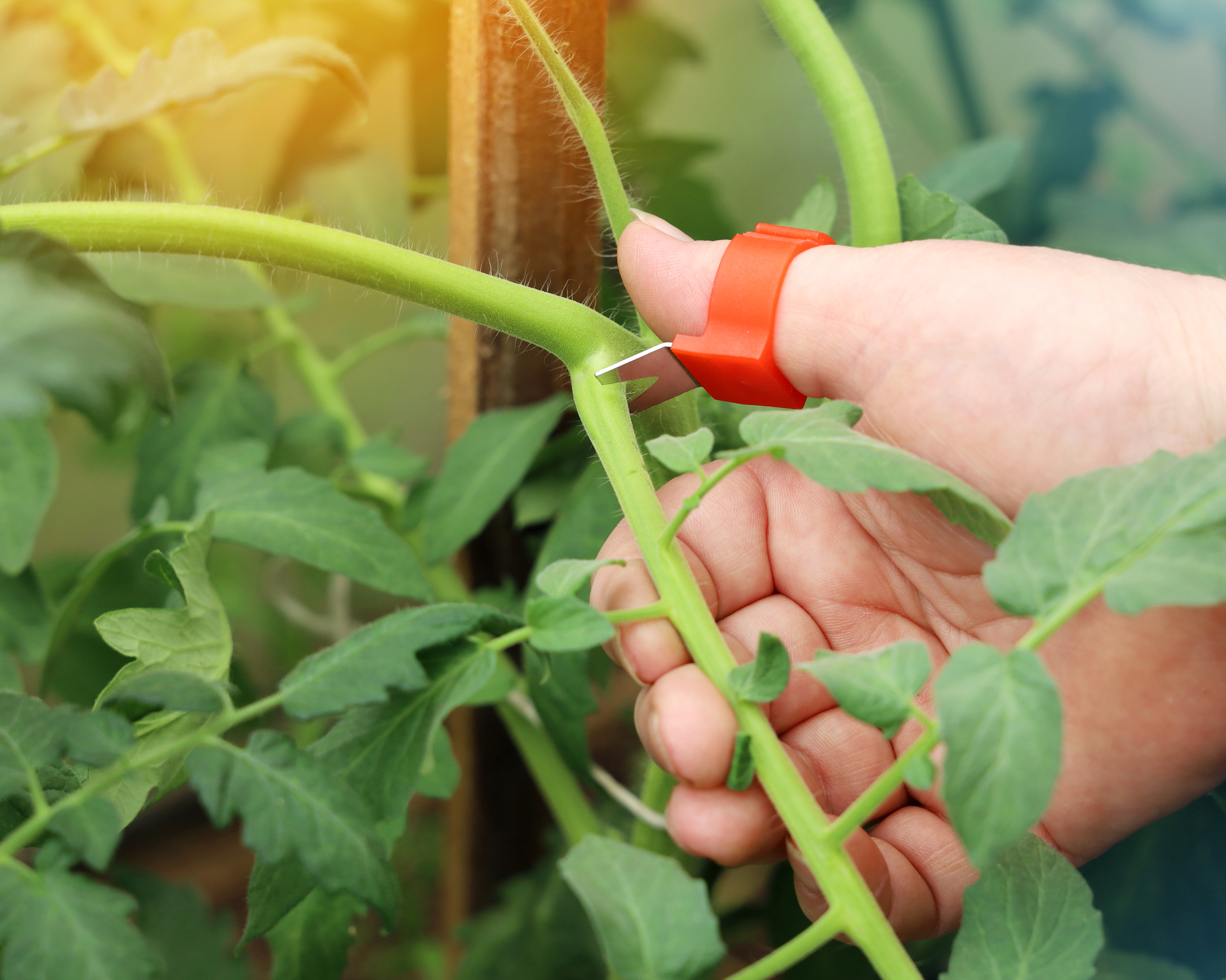 hand pruning tomato with thumb knife