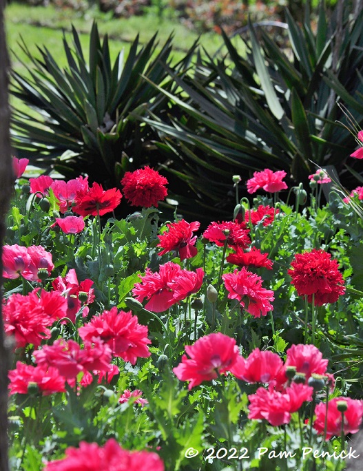 06_Yuccas_poppies.jpg