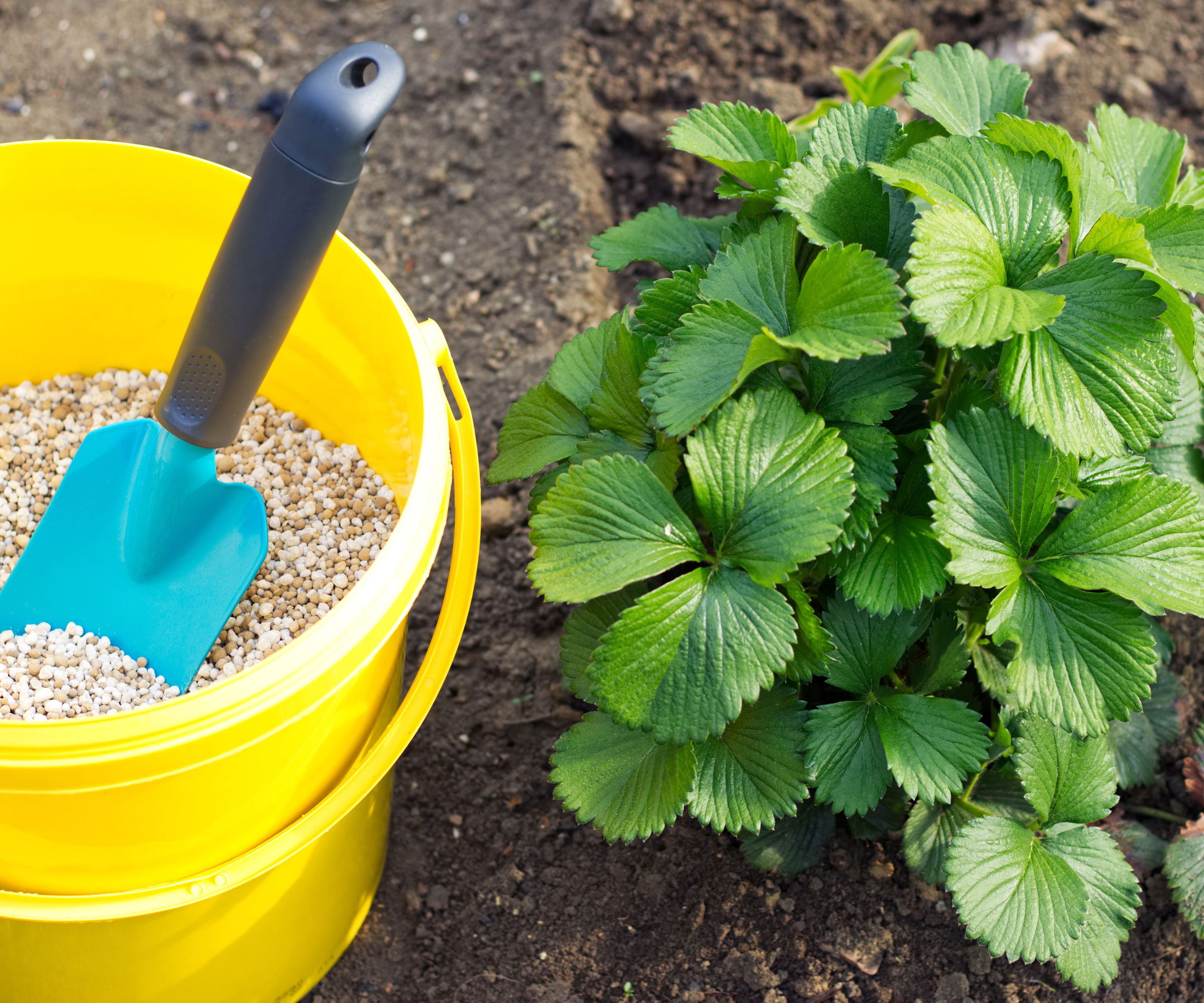yellow bucket of granular fertilizer next to strawberry plants