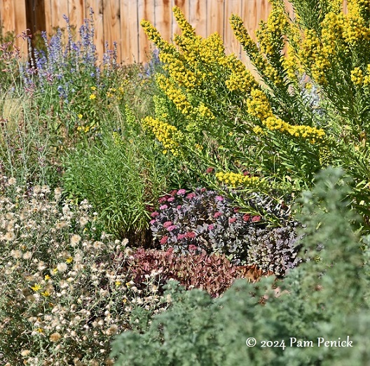 22_Goldenrod_garden.jpg