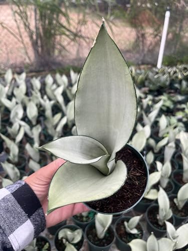 Moonshine Snake Plant – Sansevieria Moonshine – Rare Silvery Foliage – Easy Care Air Purifying Plant – Live Plant in 4” Pots