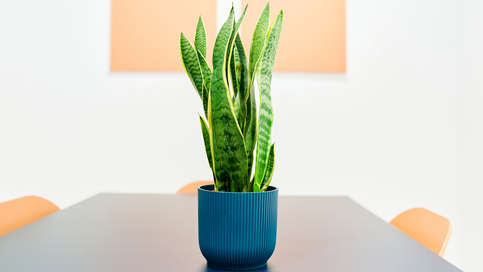 snake plant on a table