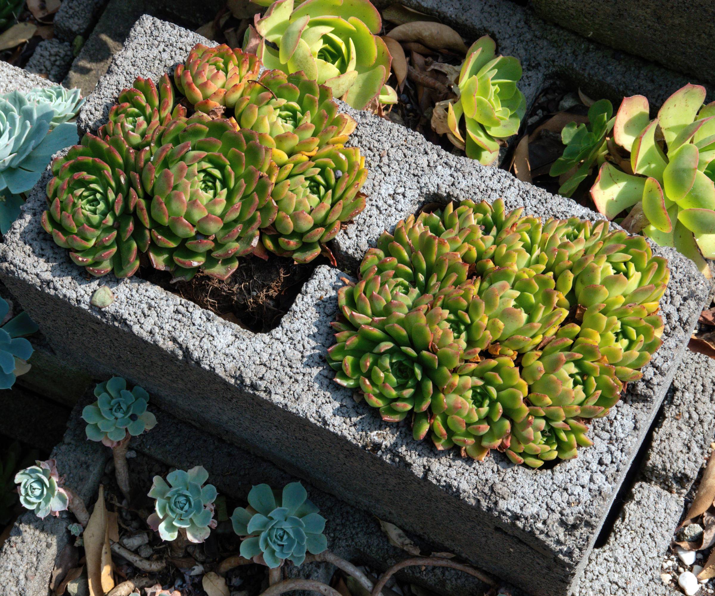 Succulents growing in a cinder block