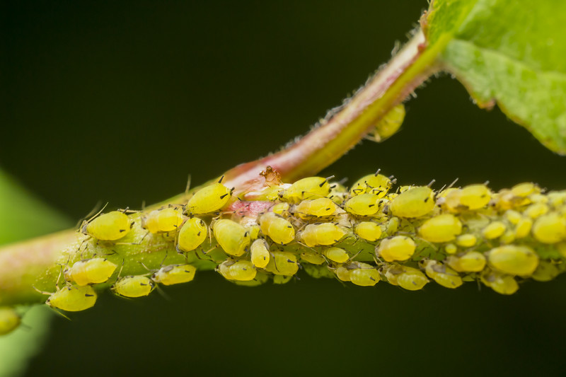 Aphids.jpg