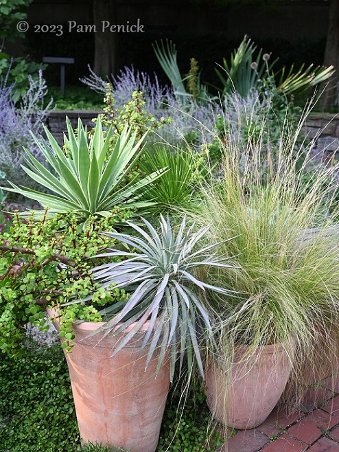 40_Yucca_grass_pots.jpg