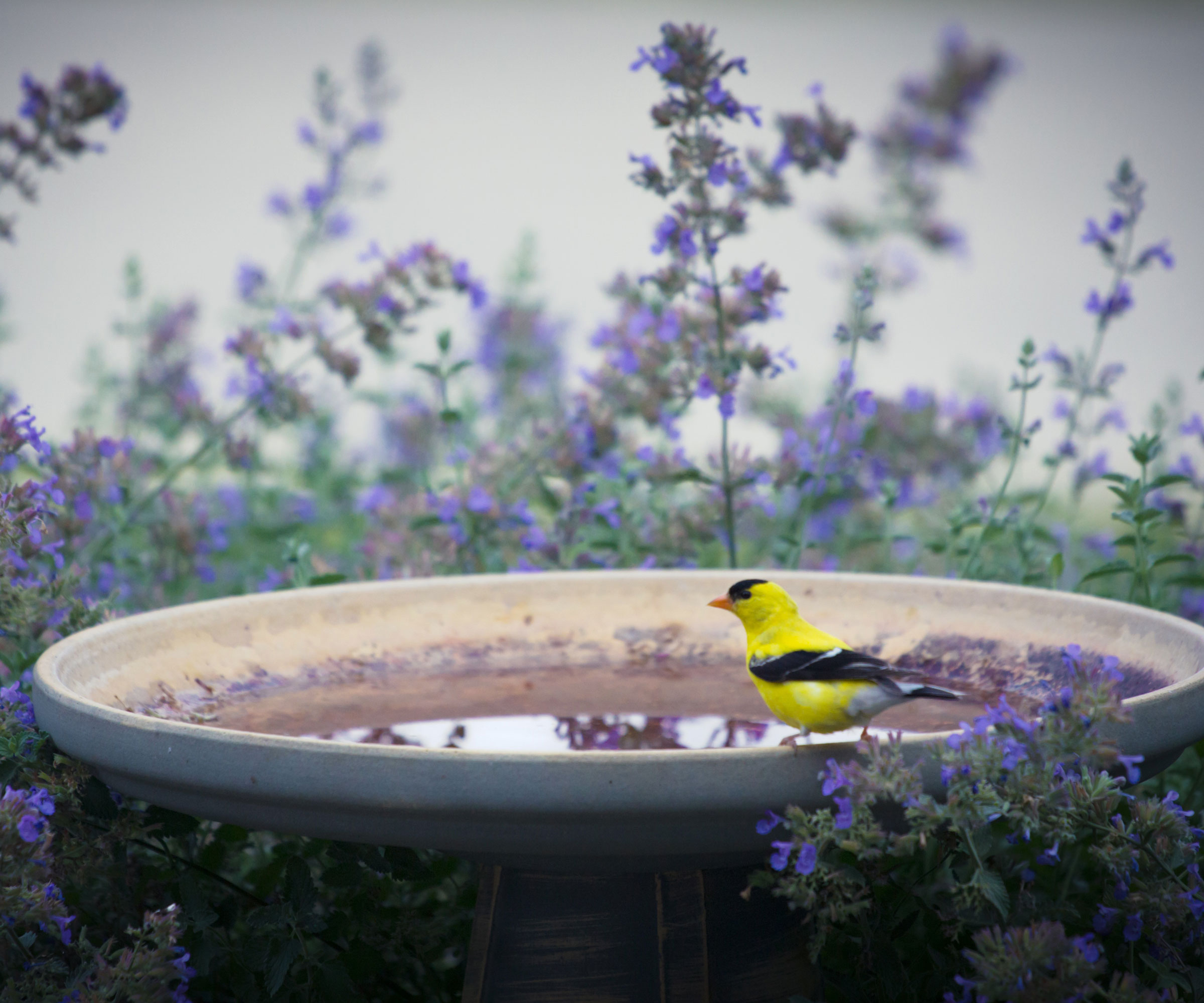 goldfinch in bird bath near catnip flowers