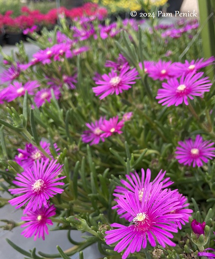 02_Ice_plant.jpg