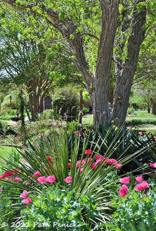17_Texas_sotol_Poppies_Trees.jpg