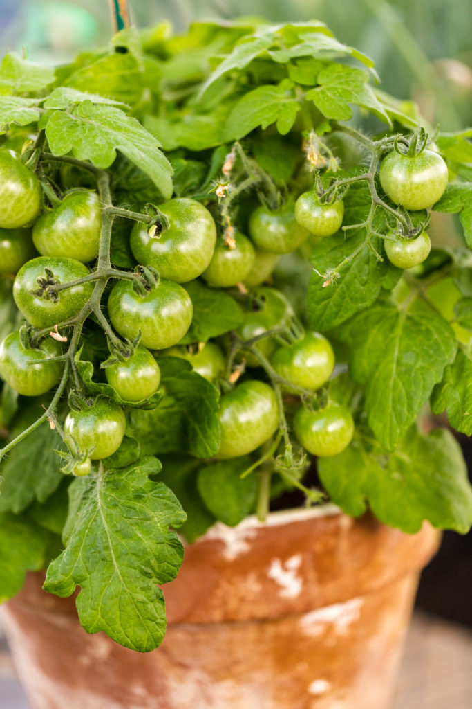 Tomato in pot