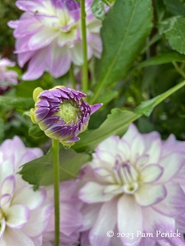 65_Lavender_white_dahlias.jpg