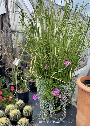 13_Slipper_plant_Cactus.jpg