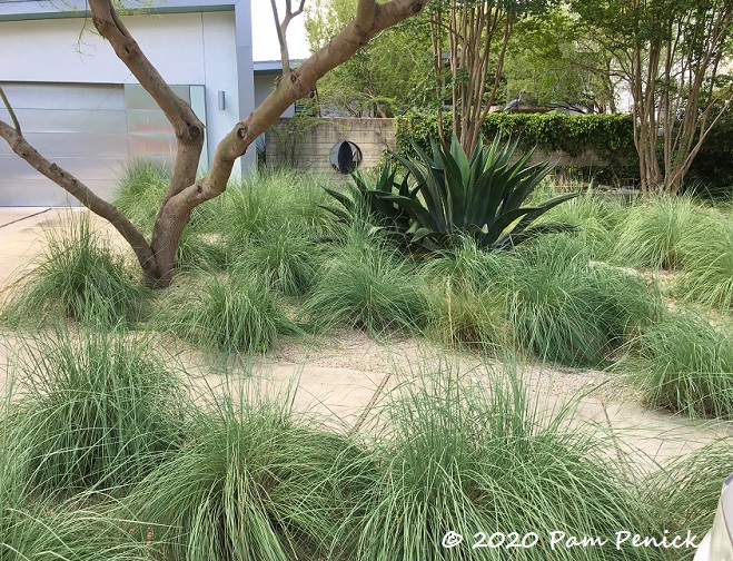 Ornamental_grasses_front_yard_2-1.jpg