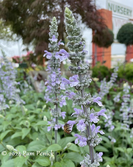 07_Salvia_Blue_Chill_Bee.jpg