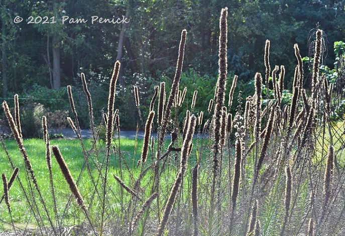 37_Backlit_seedheads.jpg