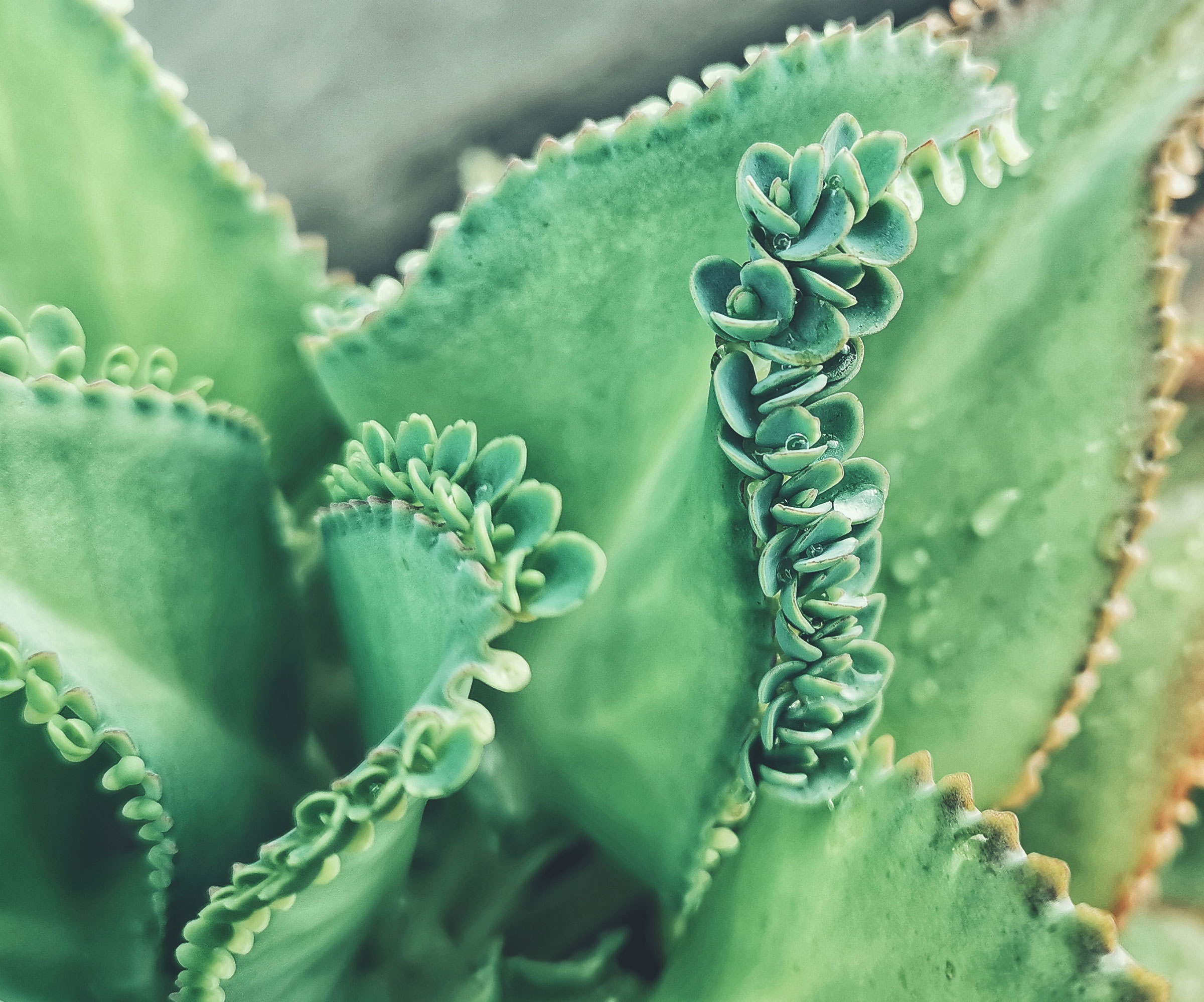 broad leafed kalanchoe with frilly edged leaves
