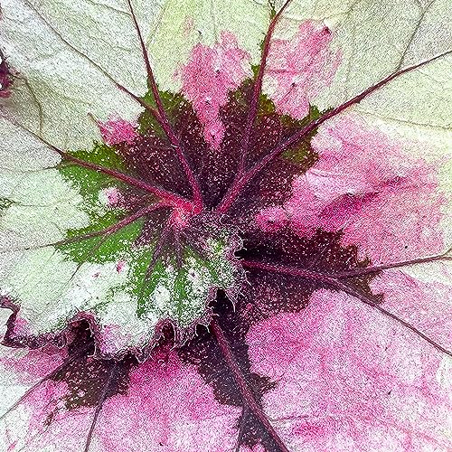Harmony Foliage Harmony's Ghost Whisperer, Begonia Rex, 4 Inch Painted-Leaf Winter Begonia, Variegated Harmony Foliage Harmony's Ghost Whisperer, Begonia Rex, 4 Inch Painted-Leaf Winter Begonia, Variegated