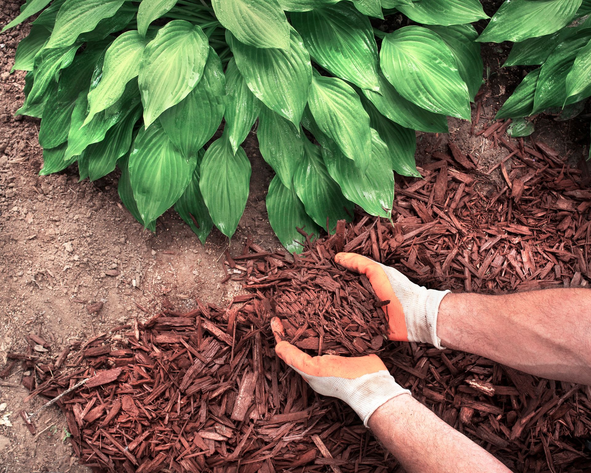 man wearing gardening gloves mulching a border with wood chips where a hosta is growing