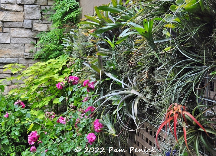 20_Tillandsias_Rose.jpg