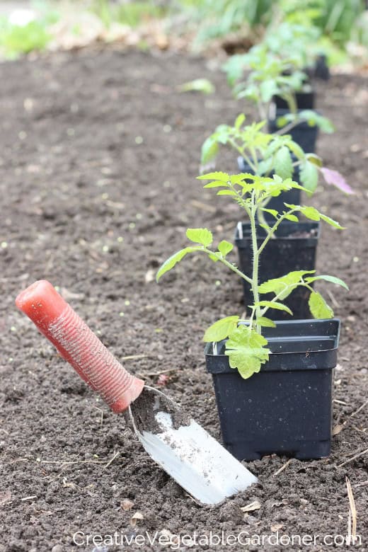 tomato plants being planted in garden