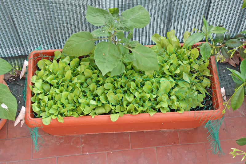 Container-garden-lettuce.jpg