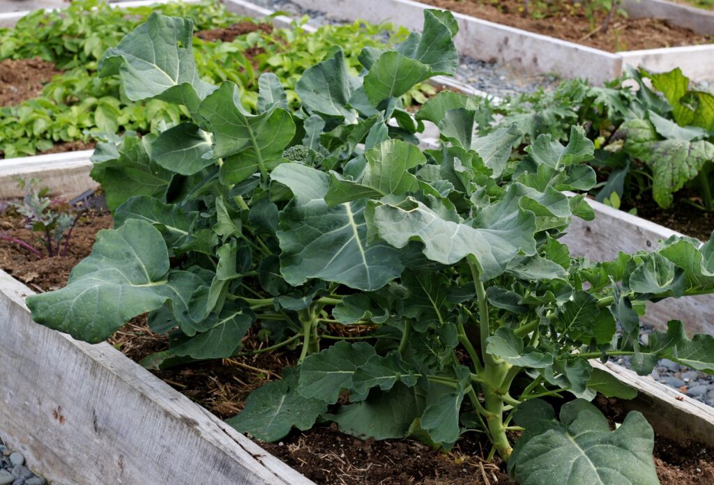 Broccoli early in season