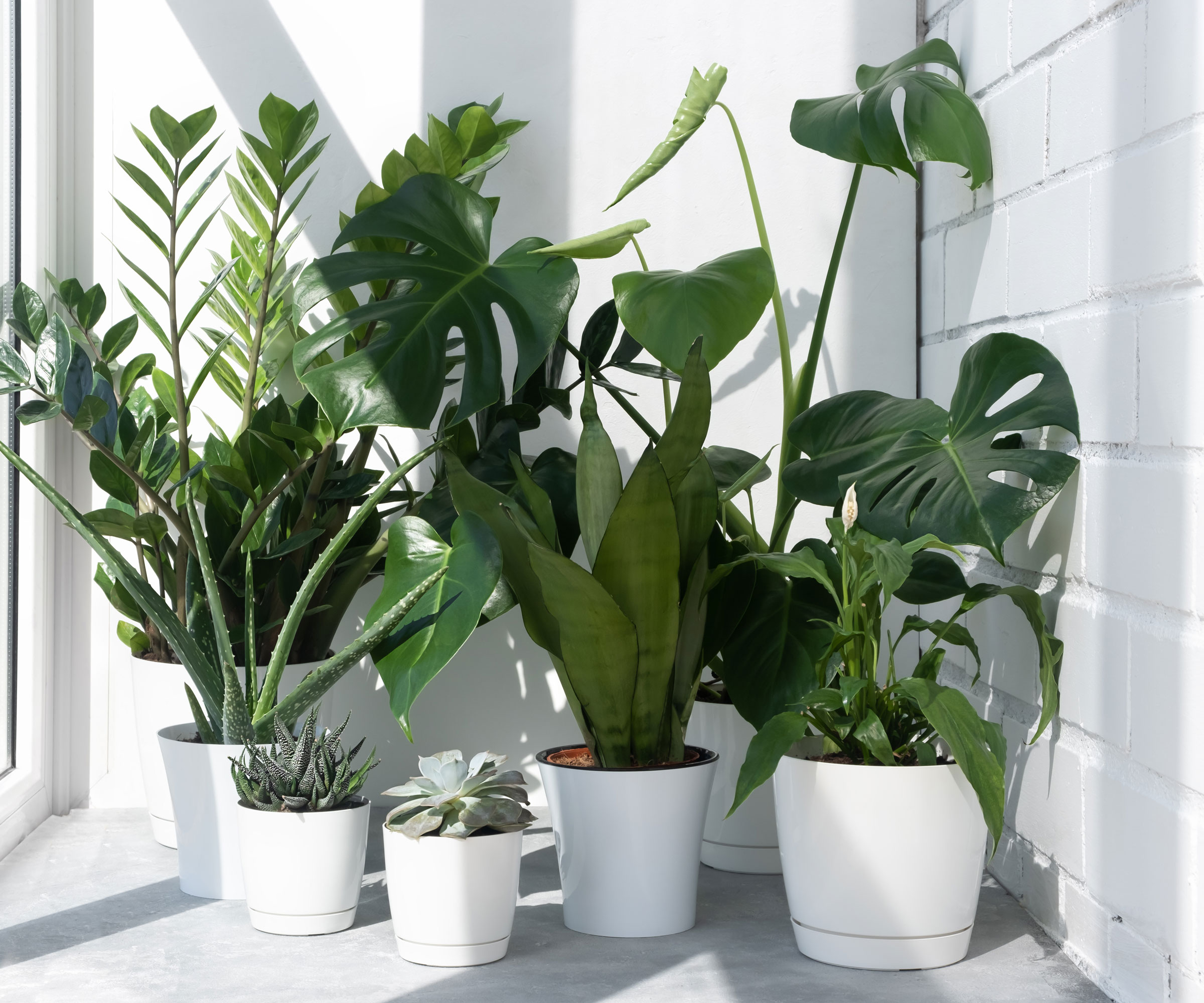 houseplants with white pots against white wall