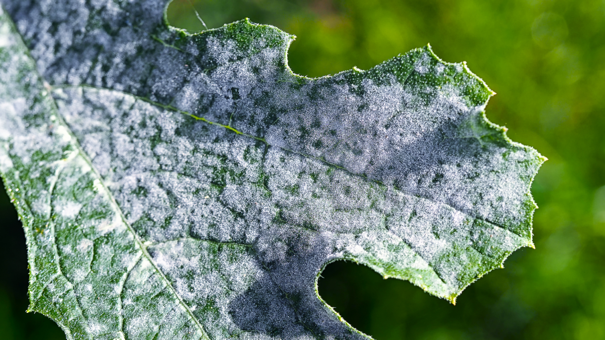 Macro image of white, powdery mildew on courgette leaves. Mildew refers to certain kinds of mold or fungus that can affect foliage, stems and occasionally flowers and fruit of plants. Macro image of white, powdery mildew on courgette leaves. Mildew refers to certain kinds of mold or fungus that can affect foliage, stems and occasionally flowers and fruit of plants.