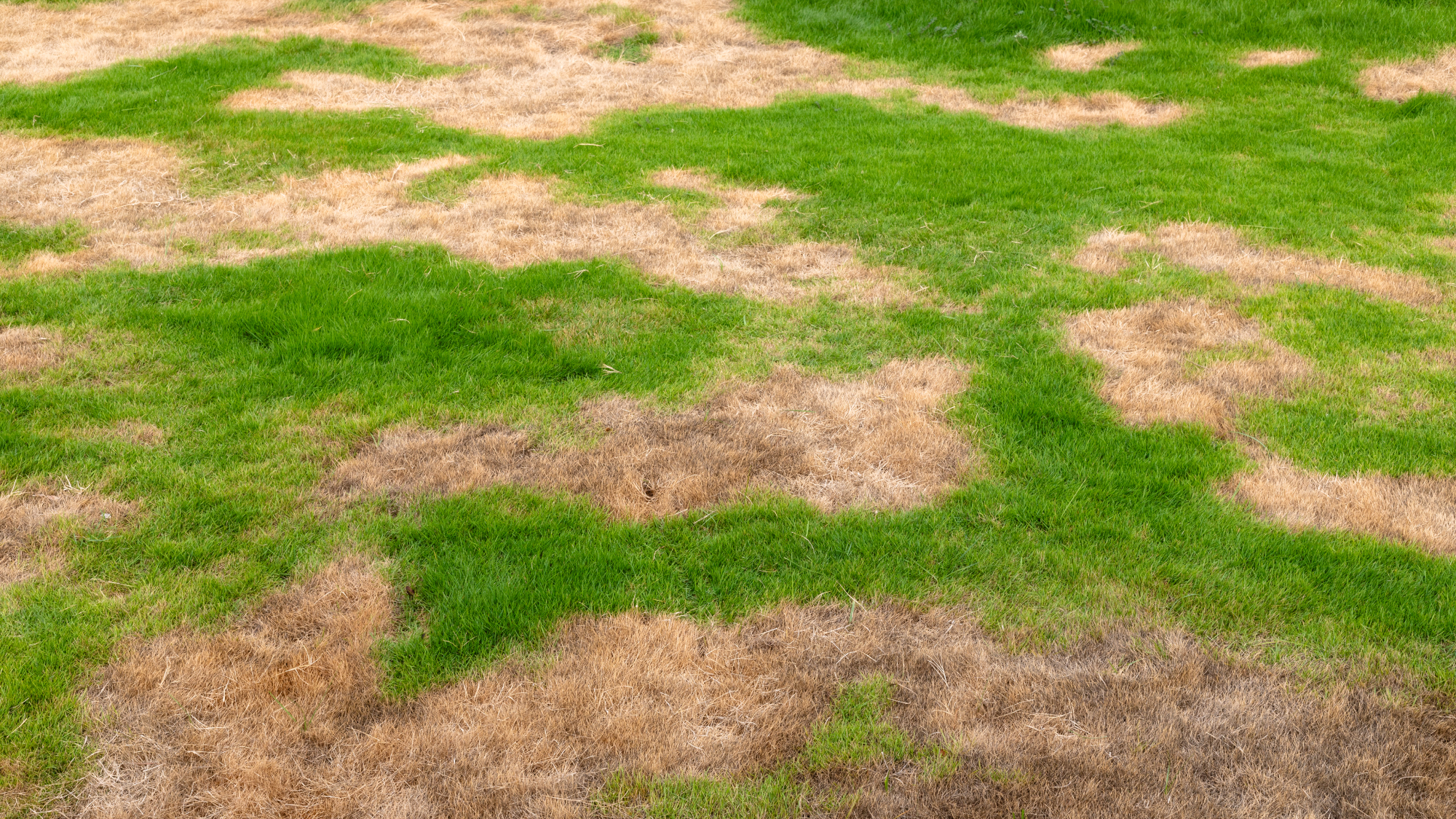 lawn with brown patches