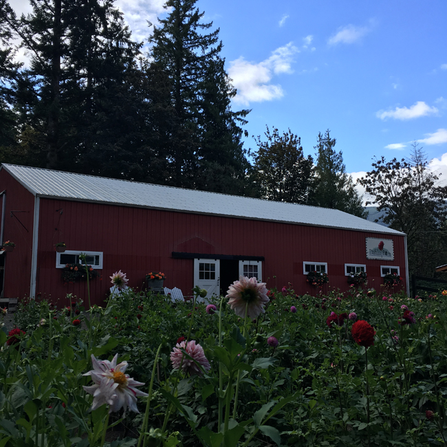 Dahlia Barn of North Bend, Washington
