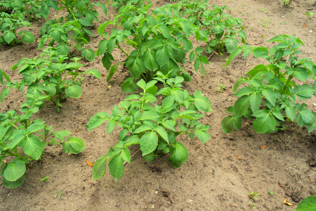 Potato plants early in season