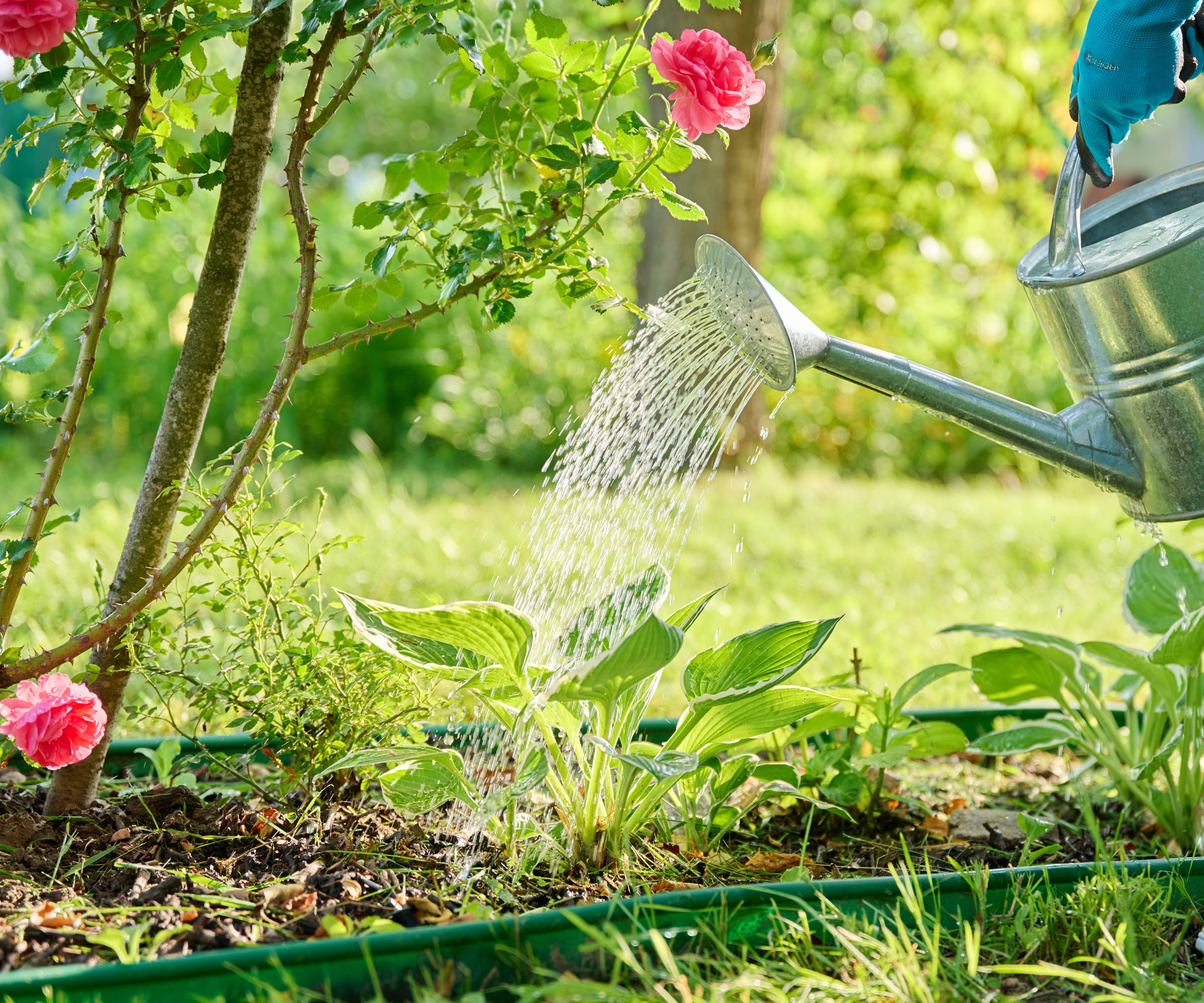 silver watering can pouring water on pink rose bush