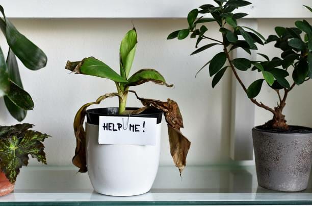 plantergalleria.com