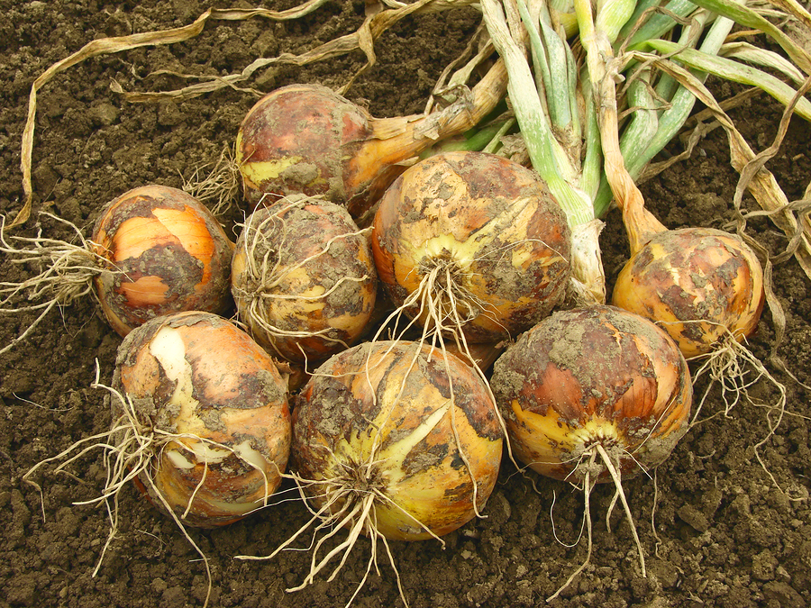 Onion bulbs
