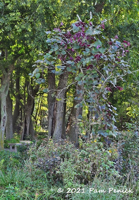 40_Purple_hyacinth_vine.jpg