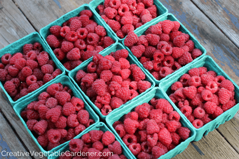 freshly harvested raspberries from garden