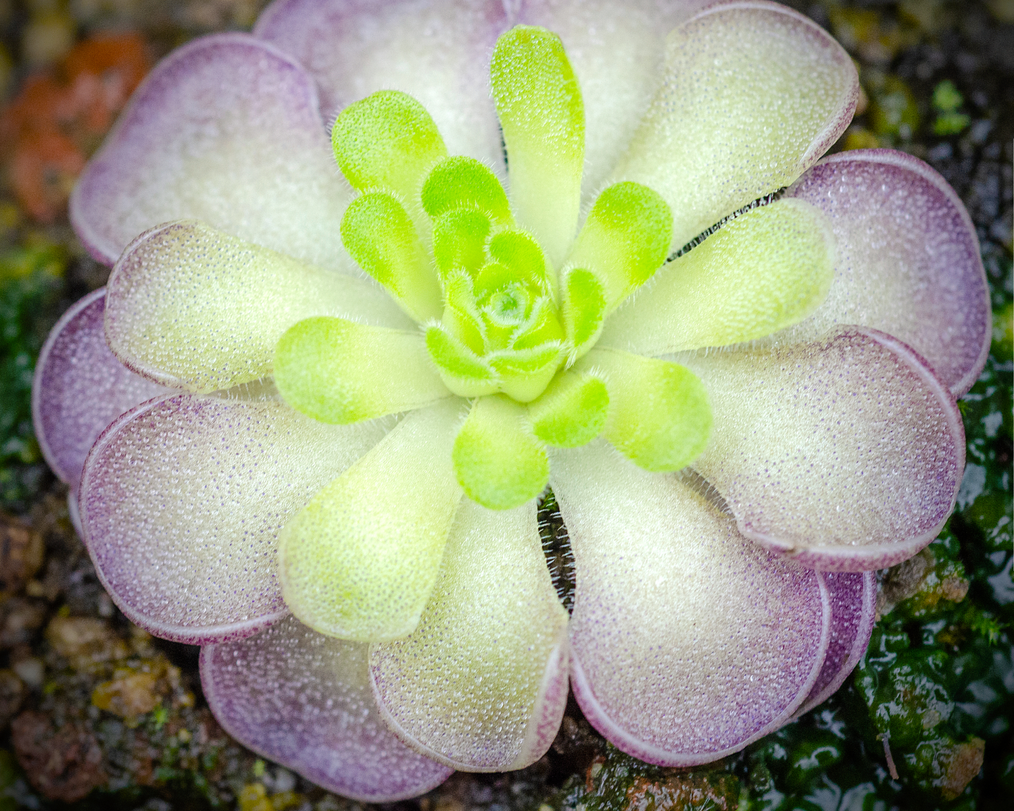 Rosette of butterwort, Pinguicula cyclosecta, with purple edges and green center.  Sparkly glanular hairs capture small insects.