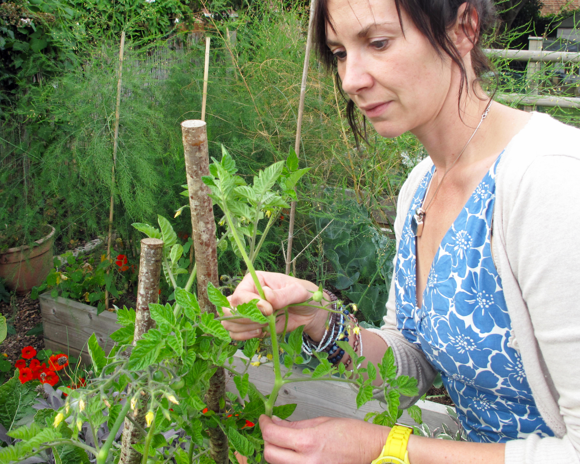 REMOVING LEADING SHOOT FROM TOMATO PLANTPINCHING OUT