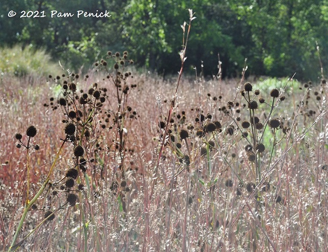 17_Seedheads_Little_bluestem_grass.jpg