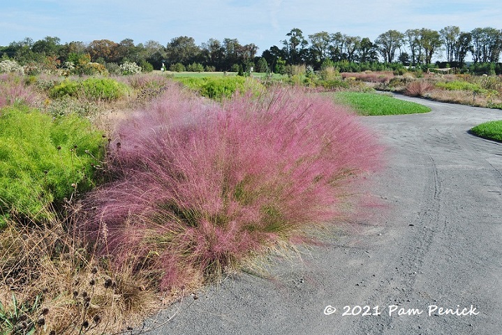 10_Pink_muhly_grasses_Path_Berm.jpg