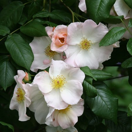Heirloom Roses Rose Bush - Sally Holmes White Shrub Rose Plant