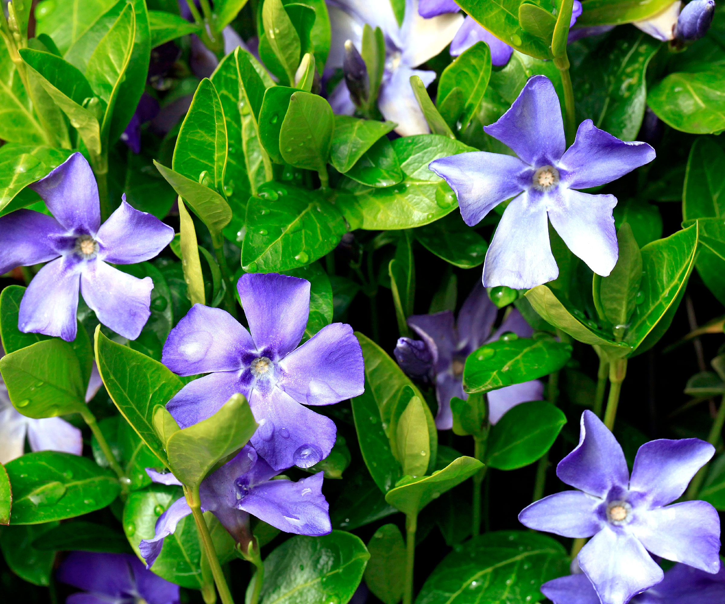 purple periwinkles in bloom with lush damp foliage