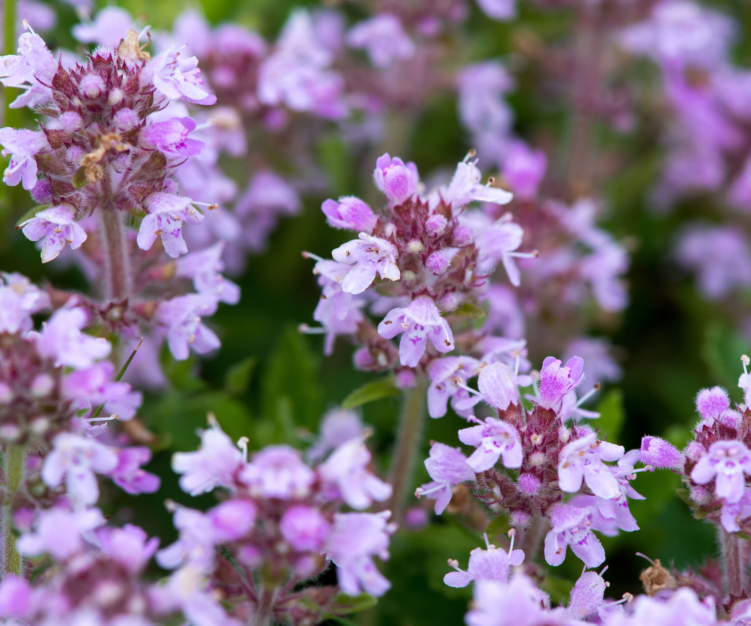 trailing thyme with purple flowers